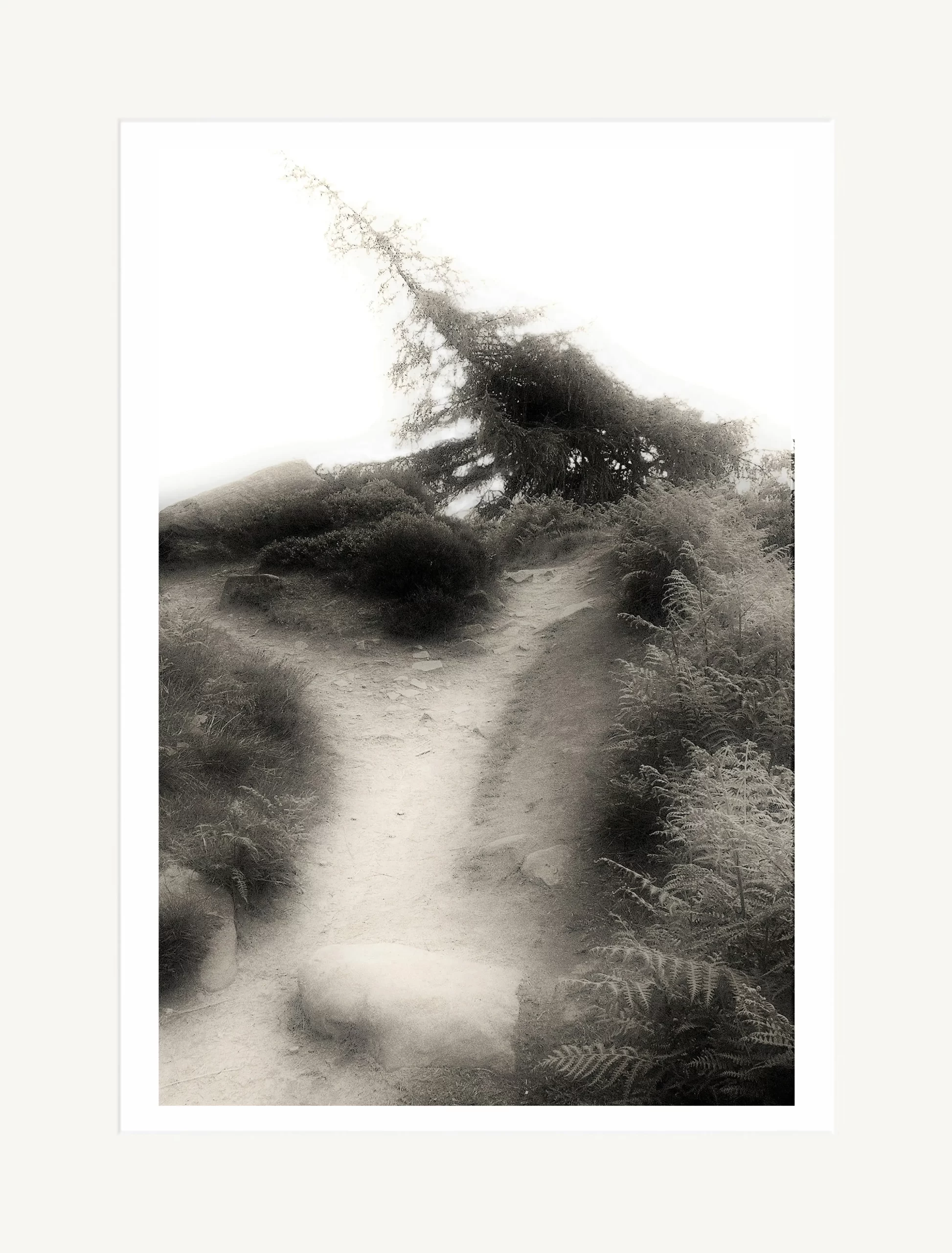 'The Path & The Fallen Tree, at The Roaches'
