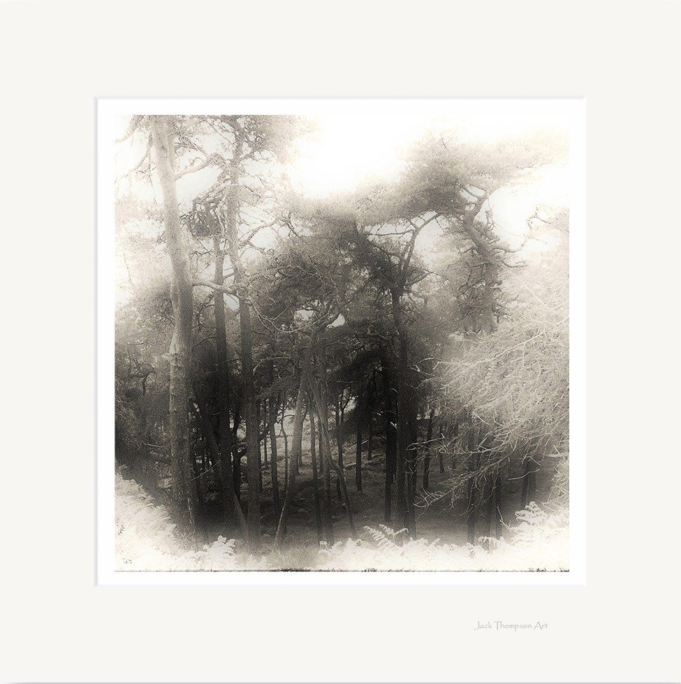 'The Mystical Woodland'